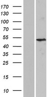 KRT37 Human Over-expression Lysate