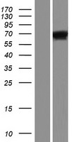 C19orf2 (URI1) Human Over-expression Lysate