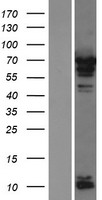 PABPC4 Human Over-expression Lysate