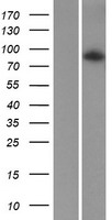 ADAM20 Human Over-expression Lysate