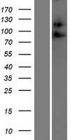 ADAM23 Human Over-expression Lysate