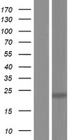 TWEAK (TNFSF12) Human Over-expression Lysate