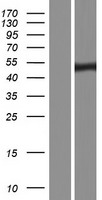 RGS11 Human Over-expression Lysate