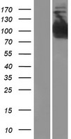 INPP4B Human Over-expression Lysate