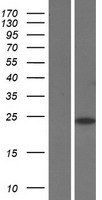 SAP30 Human Over-expression Lysate