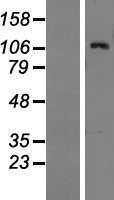 BAIAP3 Human Over-expression Lysate