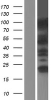 MBD4 Human Over-expression Lysate