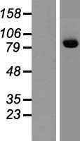 MSK2 / RSK-B (RPS6KA4) Human Over-expression Lysate
