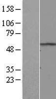 RNF8 Human Over-expression Lysate