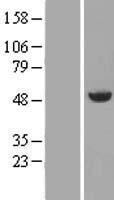 Annexin VII (ANXA7) Human Over-expression Lysate