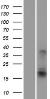 ATF3 Human Over-expression Lysate