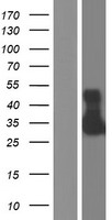 SCF (KITLG) Human Over-expression Lysate