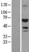 ATIC Human Over-expression Lysate