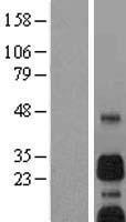 BNIP3 Human Over-expression Lysate