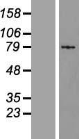 S100G Human Over-expression Lysate
