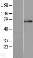 PLK3 Human Over-expression Lysate