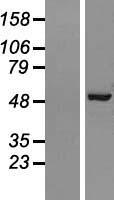 AP2M1 Human Over-expression Lysate