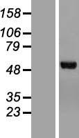 Chimaerin 2 (CHN2) Human Over-expression Lysate