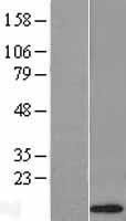 alpha Defensin 1 (DEFA1) Human Over-expression Lysate