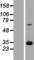 FGF14 Human Over-expression Lysate