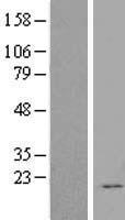 FGF12 Human Over-expression Lysate