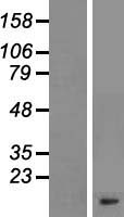 GNG11 Human Over-expression Lysate