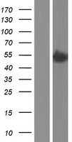 Ferredoxin Reductase (FDXR) Human Over-expression Lysate