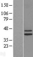 IDH3G Human Over-expression Lysate