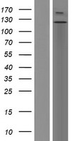 LLGL1 Human Over-expression Lysate
