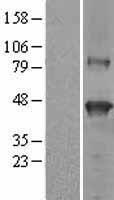 SERPINB9 Human Over-expression Lysate