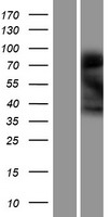 Ninjurin 1 (NINJ1) Human Over-expression Lysate