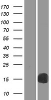 RBP2 Human Over-expression Lysate