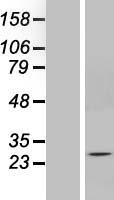 SOX14 Human Over-expression Lysate
