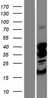 STK19 Human Over-expression Lysate