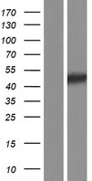 FIBP Human Over-expression Lysate