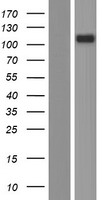 CD101 Human Over-expression Lysate