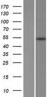 FADS2 Human Over-expression Lysate