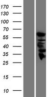 GDA Human Over-expression Lysate
