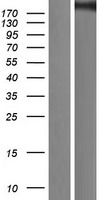 KAT3A / CBP (CREBBP) Human Over-expression Lysate