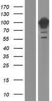 Dynamin 1 (DNM1) Human Over-expression Lysate