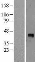 VEGFD Human Over-expression Lysate