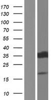 HNRPAB (HNRNPAB) Human Over-expression Lysate