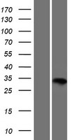 IDI1 Human Over-expression Lysate