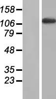 MYBPC2 Human Over-expression Lysate