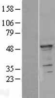 YB1 (YBX1) Human Over-expression Lysate