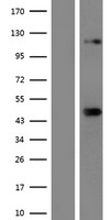SREBP2 (SREBF2) Human Over-expression Lysate
