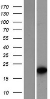 TCF15 Human Over-expression Lysate