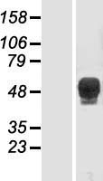 TBX6 Human Over-expression Lysate