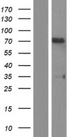 splicing factor 1 (SF1) Human Over-expression Lysate