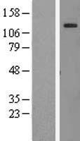 AF10 (MLLT10) Human Over-expression Lysate